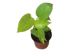 LIVE Neon Pothos In 4″ Pot – Epipremnum Aureum Neon - LIVE Potted Plant - FREE SHIPPING