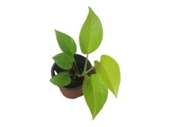 LIVE Neon Pothos In 4″ Pot – Epipremnum Aureum Neon - LIVE Potted Plant - FREE SHIPPING 14 LIVE Neon Pothos In 4″ Pot – Epipremnum Aureum Neon - LIVE Potted Plant - FREE SHIPPING -Cheap Plantly Store PhotoRoom 20231122 084235 3