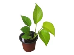 LIVE Neon Pothos In 4″ Pot – Epipremnum Aureum Neon - LIVE Potted Plant - FREE SHIPPING 15 LIVE Neon Pothos In 4″ Pot – Epipremnum Aureum Neon - LIVE Potted Plant - FREE SHIPPING -Cheap Plantly Store PhotoRoom 20231122 084235 4