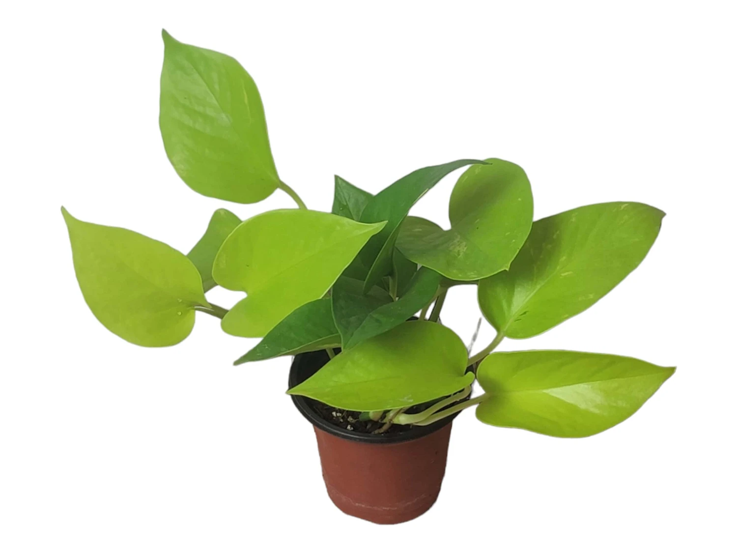 LIVE Neon Pothos In 4″ Pot – Epipremnum Aureum Neon - LIVE Potted Plant - FREE SHIPPING 8 LIVE Neon Pothos In 4″ Pot – Epipremnum Aureum Neon - LIVE Potted Plant - FREE SHIPPING - Image 6