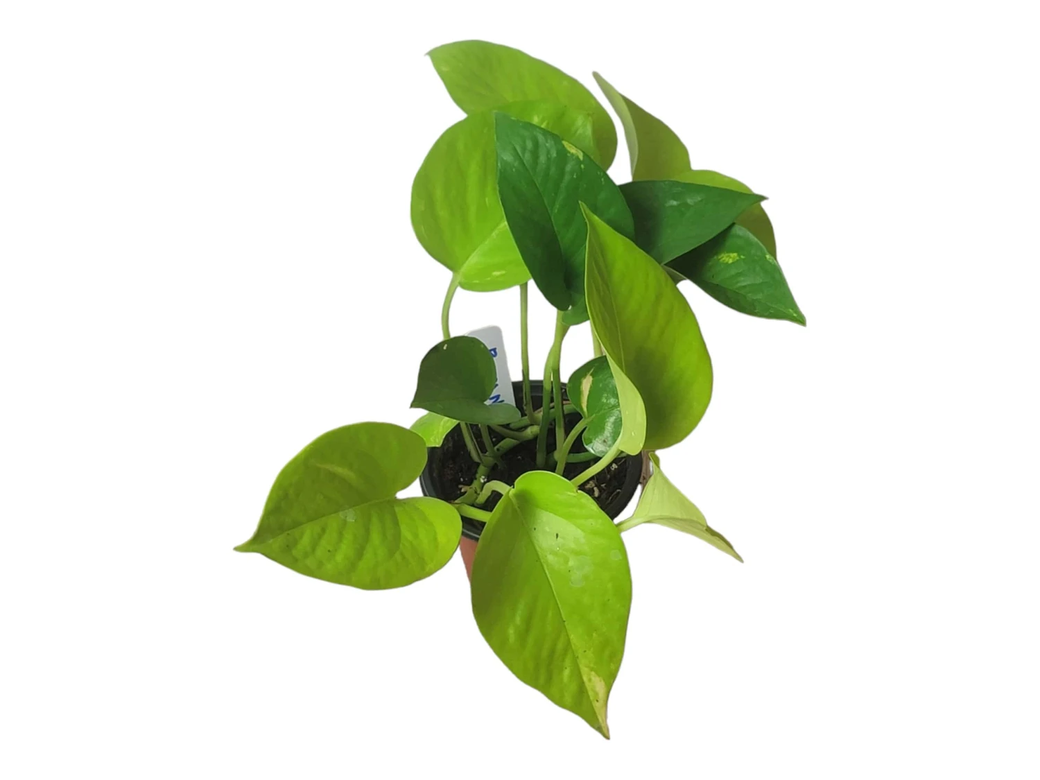 LIVE Neon Pothos In 4″ Pot – Epipremnum Aureum Neon - LIVE Potted Plant - FREE SHIPPING 9 LIVE Neon Pothos In 4″ Pot – Epipremnum Aureum Neon - LIVE Potted Plant - FREE SHIPPING - Image 7
