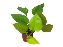 LIVE Neon Pothos In 4″ Pot – Epipremnum Aureum Neon - LIVE Potted Plant - FREE SHIPPING 18 LIVE Neon Pothos In 4″ Pot – Epipremnum Aureum Neon - LIVE Potted Plant - FREE SHIPPING -Cheap Plantly Store PhotoRoom 20231122 084235 7