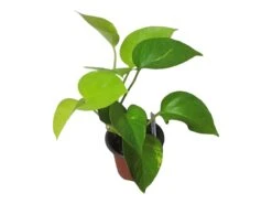 LIVE Neon Pothos In 4″ Pot – Epipremnum Aureum Neon - LIVE Potted Plant - FREE SHIPPING 19 LIVE Neon Pothos In 4″ Pot – Epipremnum Aureum Neon - LIVE Potted Plant - FREE SHIPPING -Cheap Plantly Store PhotoRoom 20231122 084235 8