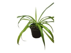 Spider Plant - Chlorophytum Comosum 4" Or 6" - LIVE Potted Plant - FREE SHIPPING -Cheap Plantly Store PhotoRoom 20231122 090649 1