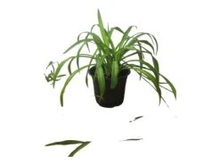 Spider Plant - Chlorophytum Comosum 4" Or 6" - LIVE Potted Plant - FREE SHIPPING -Cheap Plantly Store PhotoRoom 20231122 090649 3