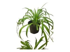 Spider Plant - Chlorophytum Comosum 4" Or 6" - LIVE Potted Plant - FREE SHIPPING -Cheap Plantly Store PhotoRoom 20231122 090650 4