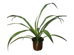 Spider Plant - Chlorophytum Comosum 4" Or 6" - LIVE Potted Plant - FREE SHIPPING -Cheap Plantly Store PhotoRoom 20231122 090650 6