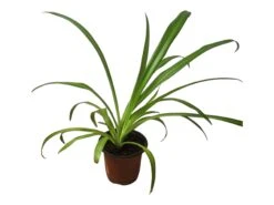 Spider Plant - Chlorophytum Comosum 4" Or 6" - LIVE Potted Plant - FREE SHIPPING -Cheap Plantly Store PhotoRoom 20231122 090650 7