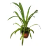 Spider Plant - Chlorophytum Comosum 4" Or 6" - LIVE Potted Plant - FREE SHIPPING -Cheap Plantly Store PhotoRoom 20231122 090650 8