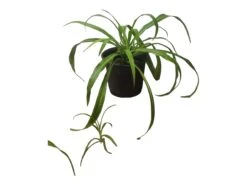 Spider Plant - Chlorophytum Comosum 4" Or 6" - LIVE Potted Plant - FREE SHIPPING -Cheap Plantly Store PhotoRoom 20231122 090650 9