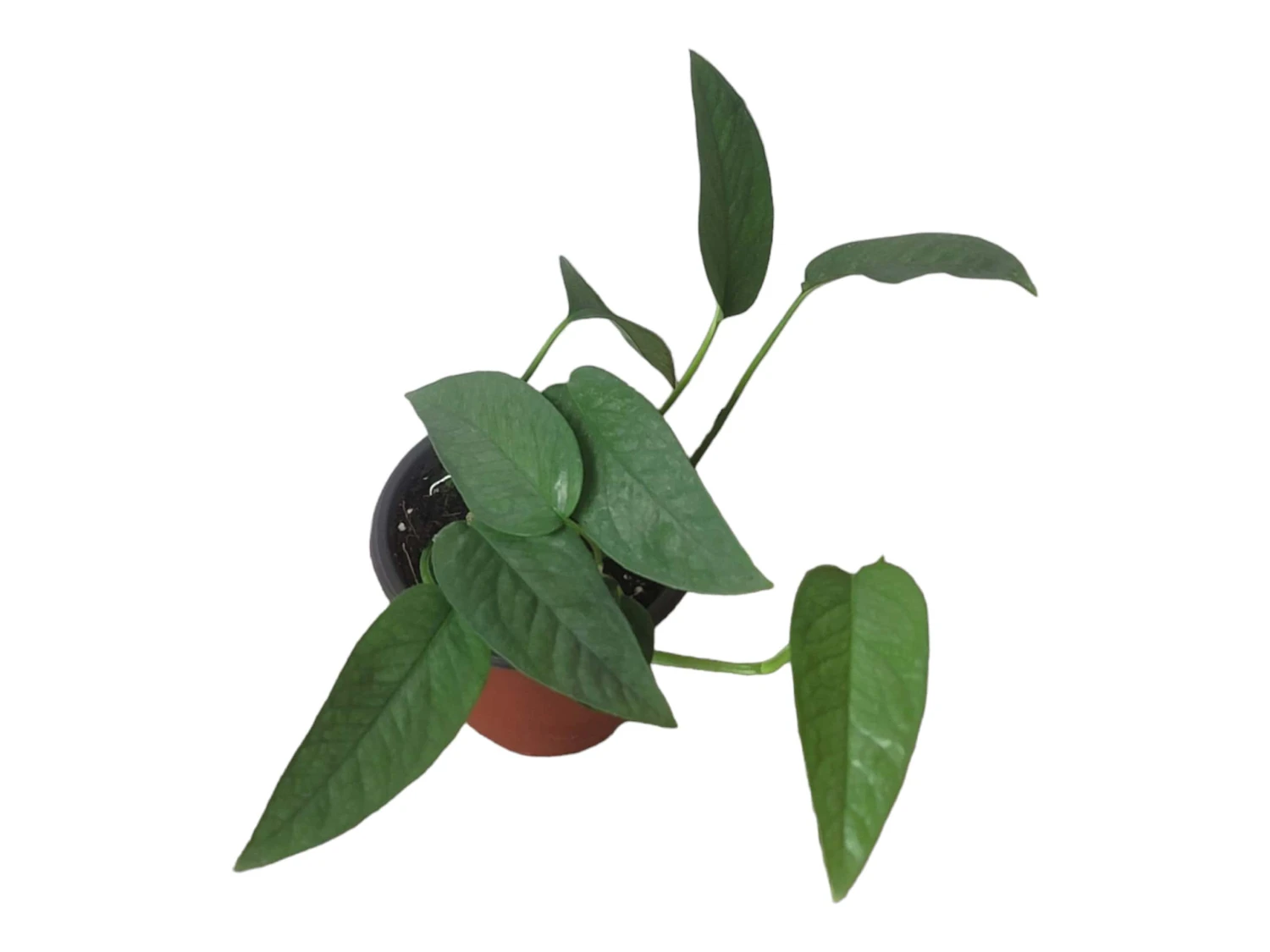 Pothos Cebu Blue - 4" Or 6" LIVE Potted Plant 10 Pothos Cebu Blue - 4" Or 6" LIVE Potted Plant - Image 8