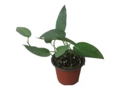Pothos Cebu Blue - 4" Or 6" LIVE Potted Plant 21 Pothos Cebu Blue - 4" Or 6" LIVE Potted Plant -Cheap Plantly Store PhotoRoom 20231122 105709 12