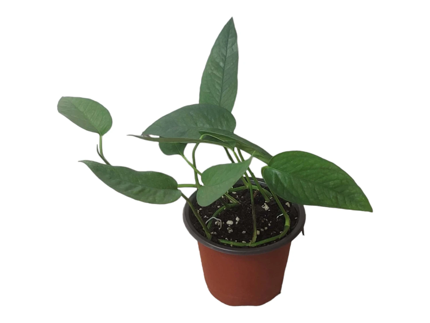 Pothos Cebu Blue - 4" Or 6" LIVE Potted Plant 11 Pothos Cebu Blue - 4" Or 6" LIVE Potted Plant - Image 9