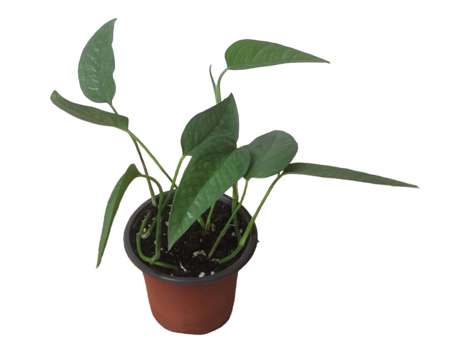 Pothos Cebu Blue - 4" Or 6" LIVE Potted Plant 12 Pothos Cebu Blue - 4" Or 6" LIVE Potted Plant - Image 10