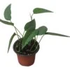 Pothos Cebu Blue - 4" Or 6" LIVE Potted Plant -Cheap Plantly Store PhotoRoom 20231122 105709 13