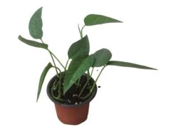 Pothos Cebu Blue - 4" Or 6" LIVE Potted Plant 23 Pothos Cebu Blue - 4" Or 6" LIVE Potted Plant -Cheap Plantly Store PhotoRoom 20231122 105709 14