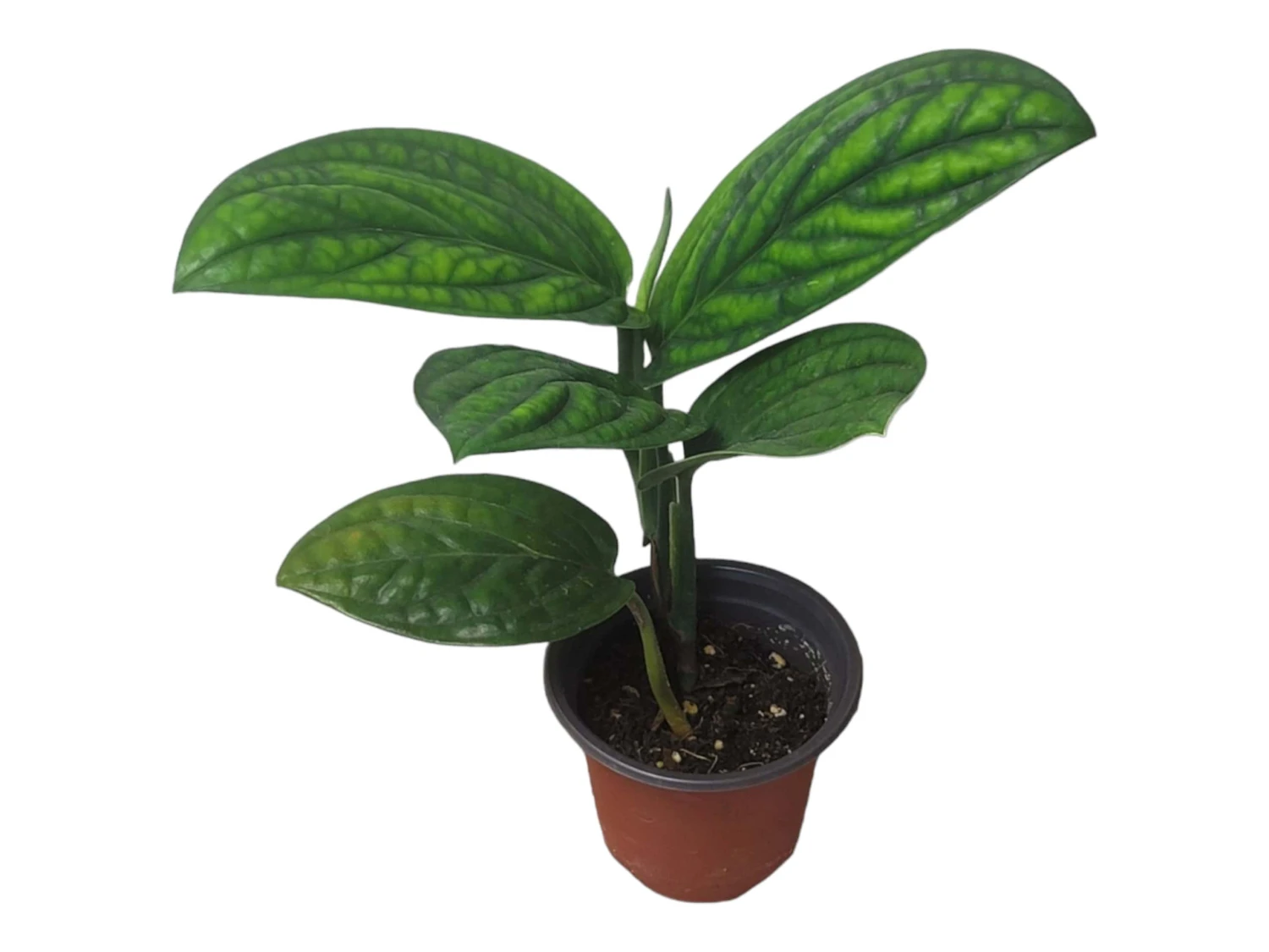 Monstera Peru Karstenianum - LIVE 4" Potted Plant - Monstera Peru - FREE SHIPPING 4 Monstera Peru Karstenianum - LIVE 4" Potted Plant - Monstera Peru - FREE SHIPPING - Image 2