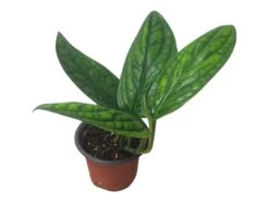 Monstera Peru Karstenianum - LIVE 4" Potted Plant - Monstera Peru - FREE SHIPPING 24 Monstera Peru Karstenianum - LIVE 4" Potted Plant - Monstera Peru - FREE SHIPPING -Cheap Plantly Store PhotoRoom 20231128 105901 2