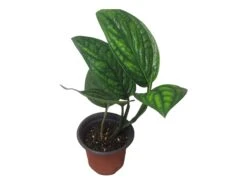 Monstera Peru Karstenianum - LIVE 4" Potted Plant - Monstera Peru - FREE SHIPPING 25 Monstera Peru Karstenianum - LIVE 4" Potted Plant - Monstera Peru - FREE SHIPPING -Cheap Plantly Store PhotoRoom 20231128 105901 3