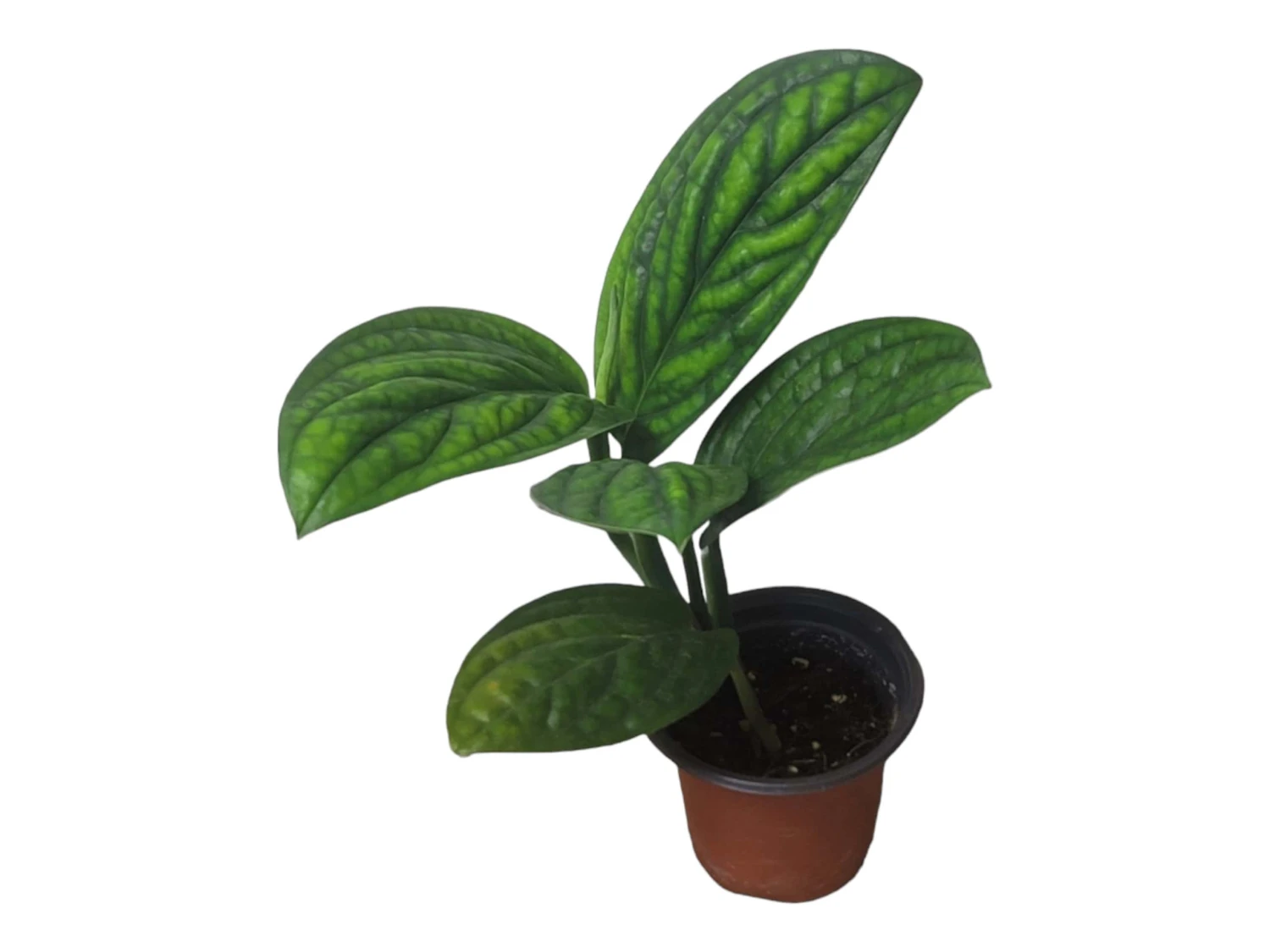 Monstera Peru Karstenianum - LIVE 4" Potted Plant - Monstera Peru - FREE SHIPPING 7 Monstera Peru Karstenianum - LIVE 4" Potted Plant - Monstera Peru - FREE SHIPPING - Image 5