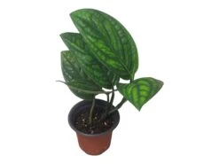 Monstera Peru Karstenianum - LIVE 4" Potted Plant - Monstera Peru - FREE SHIPPING 27 Monstera Peru Karstenianum - LIVE 4" Potted Plant - Monstera Peru - FREE SHIPPING -Cheap Plantly Store PhotoRoom 20231128 105901 5