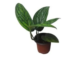 Monstera Peru Karstenianum - LIVE 4" Potted Plant - Monstera Peru - FREE SHIPPING 28 Monstera Peru Karstenianum - LIVE 4" Potted Plant - Monstera Peru - FREE SHIPPING -Cheap Plantly Store PhotoRoom 20231128 105901 6