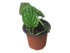 Monstera Peru Karstenianum - LIVE 4" Potted Plant - Monstera Peru - FREE SHIPPING 29 Monstera Peru Karstenianum - LIVE 4" Potted Plant - Monstera Peru - FREE SHIPPING -Cheap Plantly Store PhotoRoom 20231128 105901 7