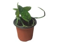 Monstera Peru Karstenianum - LIVE 4" Potted Plant - Monstera Peru - FREE SHIPPING 32 Monstera Peru Karstenianum - LIVE 4" Potted Plant - Monstera Peru - FREE SHIPPING -Cheap Plantly Store PhotoRoom 20231128 105902 10