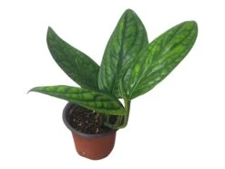 Monstera Peru Karstenianum - LIVE 4" Potted Plant - Monstera Peru - FREE SHIPPING 34 Monstera Peru Karstenianum - LIVE 4" Potted Plant - Monstera Peru - FREE SHIPPING -Cheap Plantly Store PhotoRoom 20231128 105902 12 1
