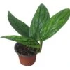 Monstera Peru Karstenianum - LIVE 4" Potted Plant - Monstera Peru - FREE SHIPPING 1 Monstera Peru Karstenianum - LIVE 4" Potted Plant - Monstera Peru - FREE SHIPPING -Cheap Plantly Store PhotoRoom 20231128 105902 12