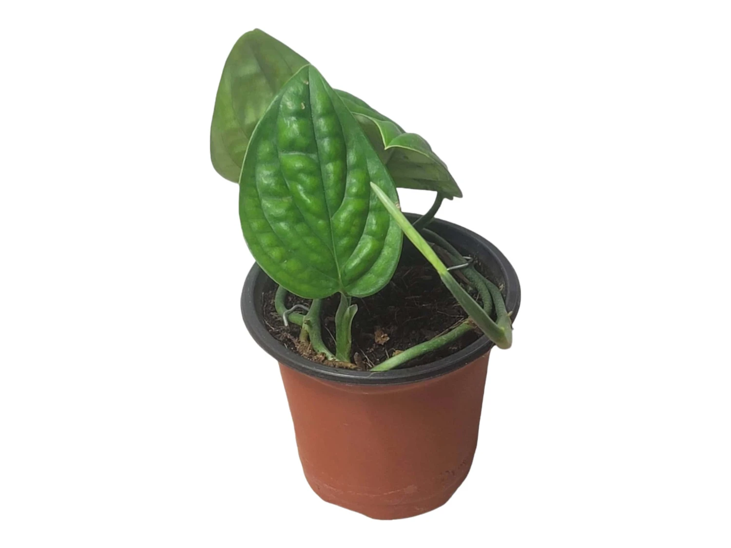 Monstera Peru Karstenianum - LIVE 4" Potted Plant - Monstera Peru - FREE SHIPPING 20 Monstera Peru Karstenianum - LIVE 4" Potted Plant - Monstera Peru - FREE SHIPPING - Image 18