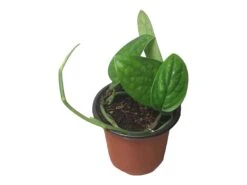 Monstera Peru Karstenianum - LIVE 4" Potted Plant - Monstera Peru - FREE SHIPPING 40 Monstera Peru Karstenianum - LIVE 4" Potted Plant - Monstera Peru - FREE SHIPPING -Cheap Plantly Store PhotoRoom 20231128 105903 18