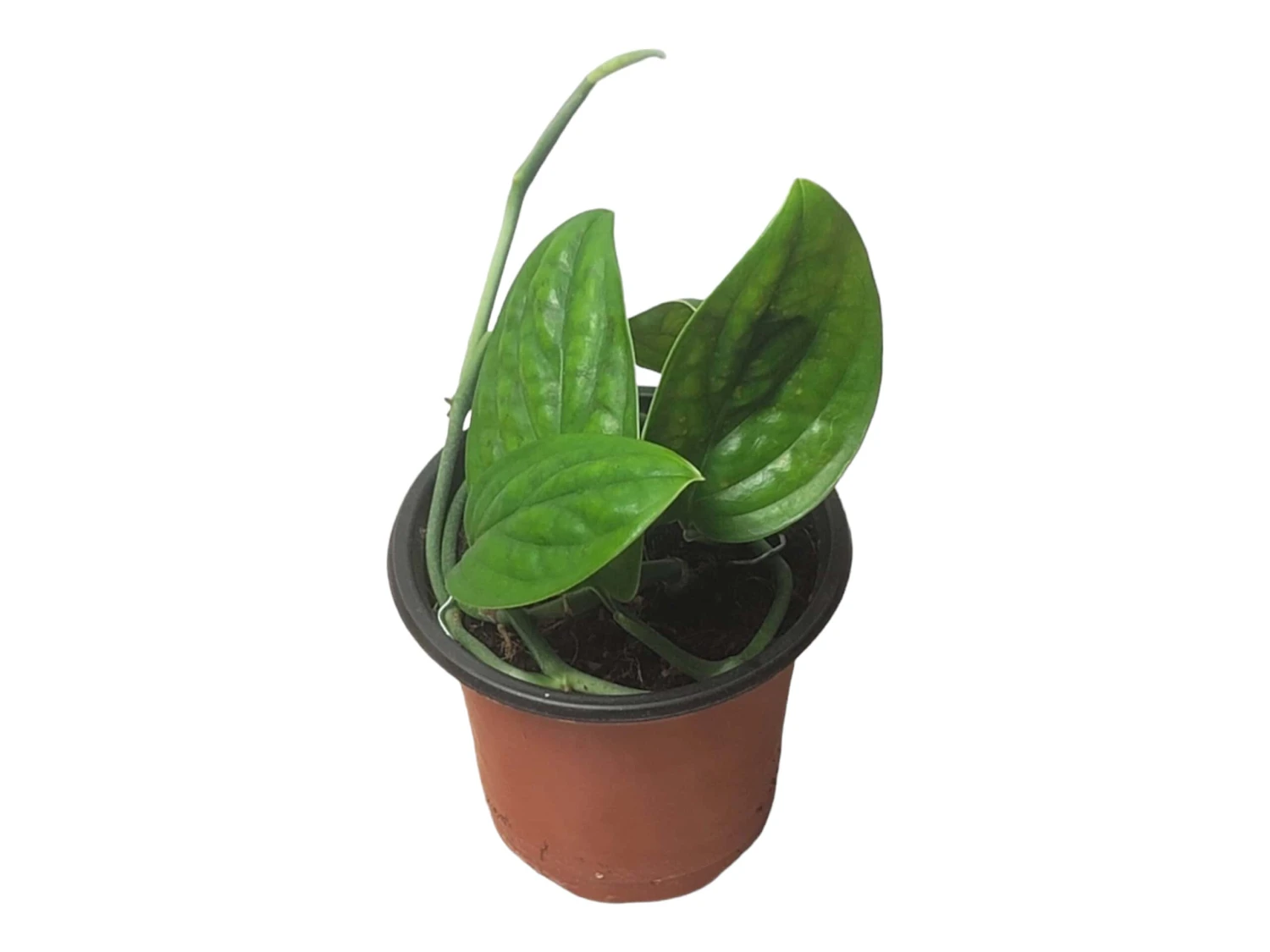 Monstera Peru Karstenianum - LIVE 4" Potted Plant - Monstera Peru - FREE SHIPPING 22 Monstera Peru Karstenianum - LIVE 4" Potted Plant - Monstera Peru - FREE SHIPPING - Image 20