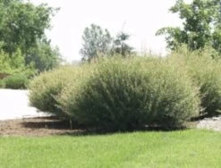 Salix Hybrid Willow Bush Cuttings - Fast Growing Privacy Shade Trees - Easy Starts 8-12"