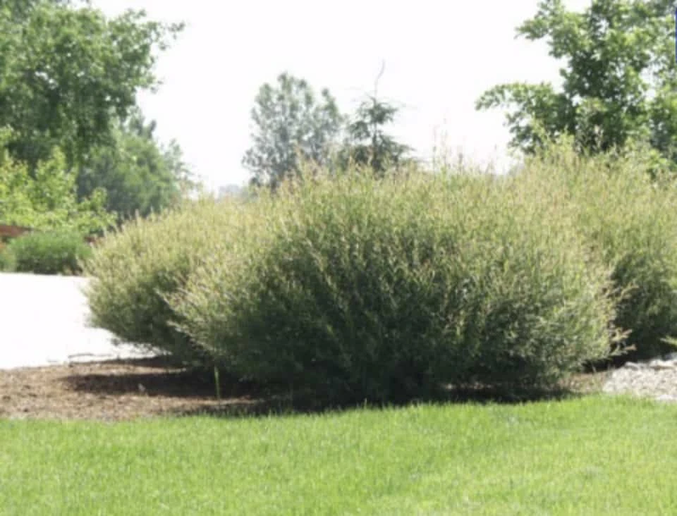 Salix Hybrid Willow Bush Cuttings - Fast Growing Privacy Shade Trees - Easy Starts 8-12" 3 Salix Hybrid Willow Bush Cuttings - Fast Growing Privacy Shade Trees - Easy Starts 8-12"