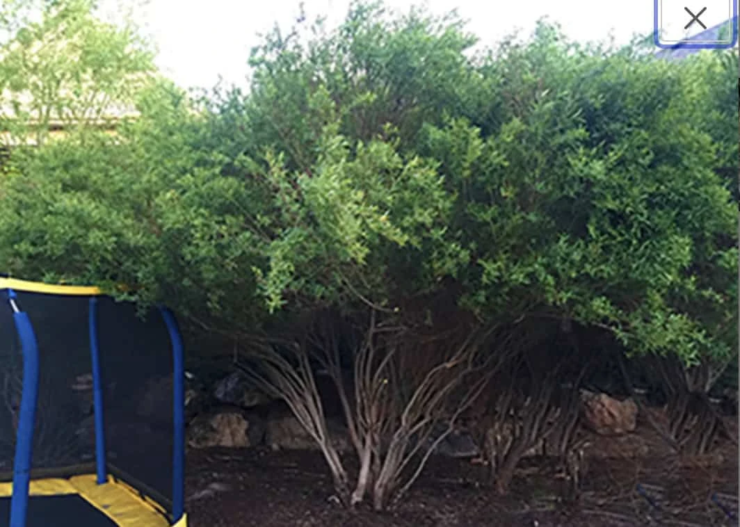 Salix Hybrid Willow Bush Cuttings - Fast Growing Privacy Shade Trees - Easy Starts 8-12" 4 Salix Hybrid Willow Bush Cuttings - Fast Growing Privacy Shade Trees - Easy Starts 8-12" - Image 2