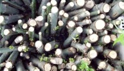 Globe Willow Umbrella Tree Cuttings - Easy Starts 8-12" -Cheap Plantly Store Picture 2021 09 01 at 11.15.55 AM