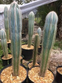 Pilosocereus Pachycladus "wooly Blue Torch" -Cheap Plantly Store Pilosocereus pachycladus wooly blue torch rotated 1
