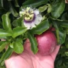2-Passiflora Edulis 'Possum Purple' Passion Fruit Starter Plants