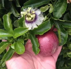 2-Passiflora Edulis 'Possum Purple' Passion Fruit Starter Plants