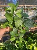 Pothos Or Epipremnum Pinnatum Cebu Blue 4" Pot Live Plant