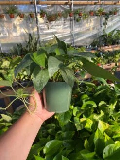 Pothos Or Epipremnum Pinnatum Cebu Blue 4" Pot Live Plant -Cheap Plantly Store PothosCebu2