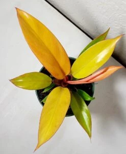 Philodendron Prince Of Orange
