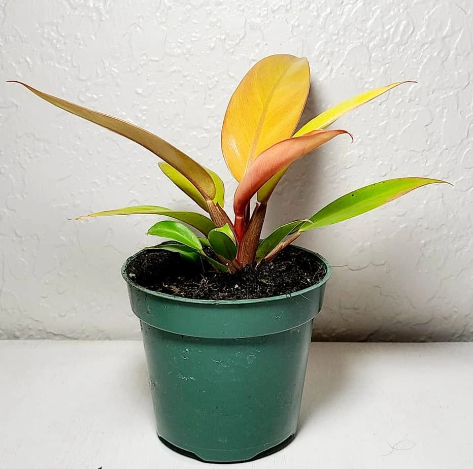 Philodendron Prince Of Orange 4 Philodendron Prince Of Orange - Image 2