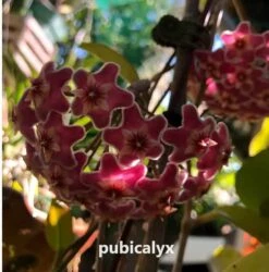 Hoya House Plant Various Species -Cheap Plantly Store Pubicalyx