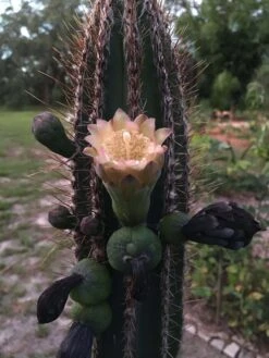 Pilosocereus Royenii (Puerto Rico Dry Forests) 14 Pilosocereus Royenii (Puerto Rico Dry Forests) -Cheap Plantly Store Royens first bloom 28 rotated 1