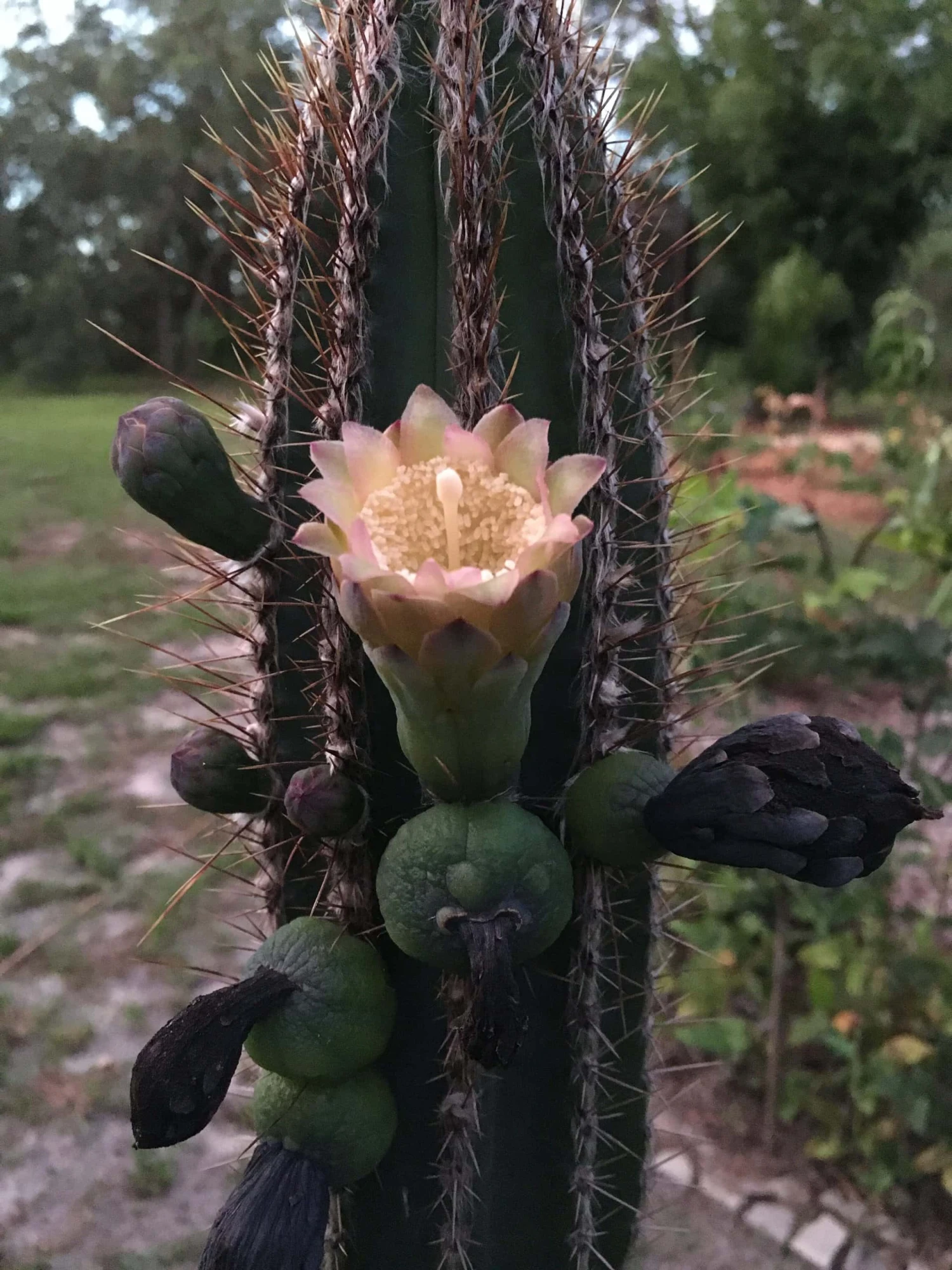 Pilosocereus Royenii (Puerto Rico Dry Forests) 6 Pilosocereus Royenii (Puerto Rico Dry Forests) - Image 4