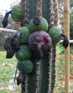 Pilosocereus Royenii (Puerto Rico Dry Forests) 15 Pilosocereus Royenii (Puerto Rico Dry Forests) -Cheap Plantly Store Royens harvest 42