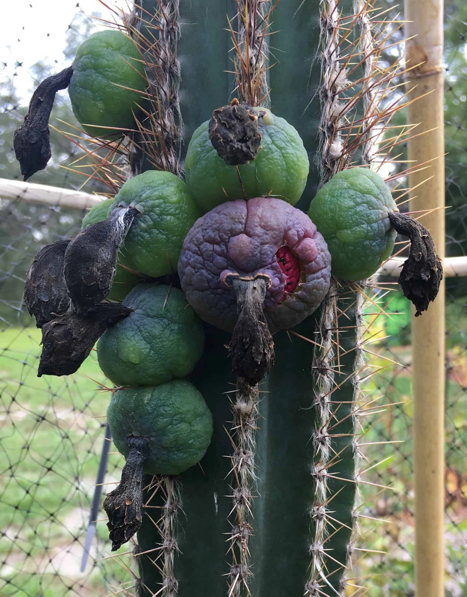 Pilosocereus Royenii (Puerto Rico Dry Forests) 7 Pilosocereus Royenii (Puerto Rico Dry Forests) - Image 5