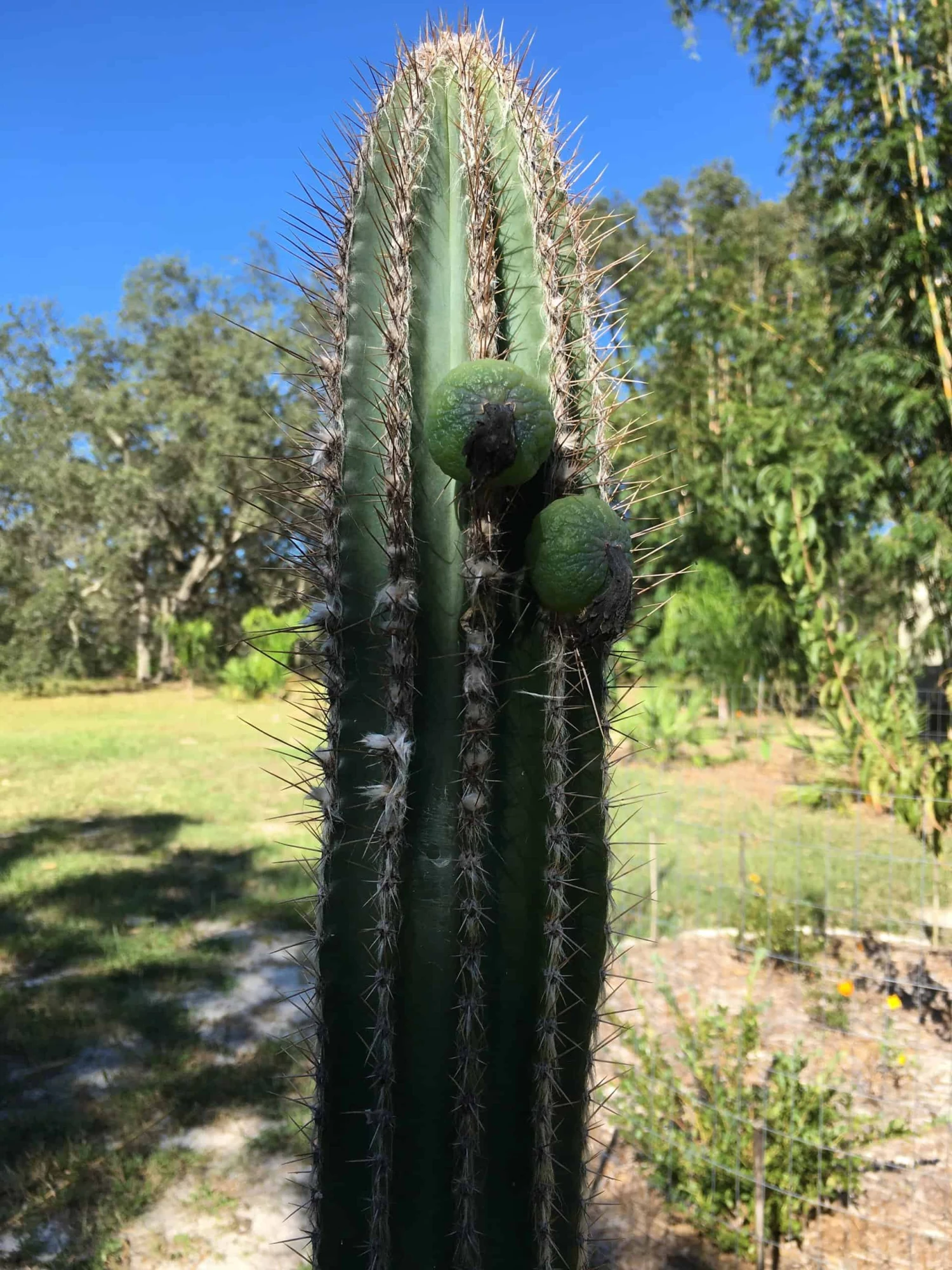 Pilosocereus Royenii (Puerto Rico Dry Forests) 9 Pilosocereus Royenii (Puerto Rico Dry Forests) - Image 7